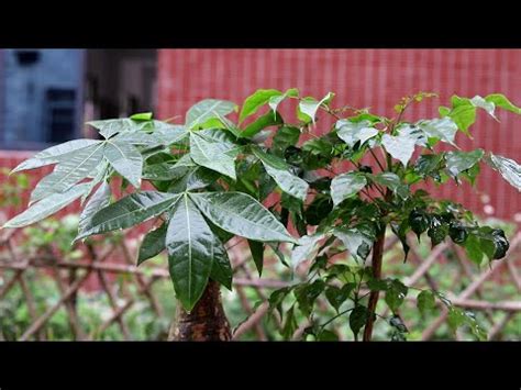 大門門口擋煞植物|聚財門口植物攻略